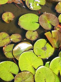 High angle view of lily pads in lake