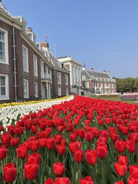 Red flowering plants by building against clear sky