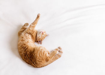 Ginger cat stretching in bed on a white blanket. the cat  shows a dab gesture with its paws.