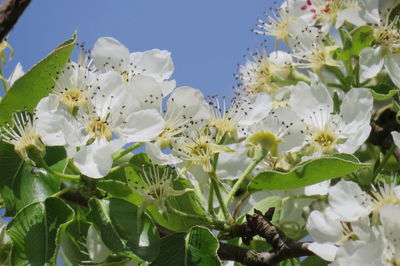 Close-up of white flowering plant