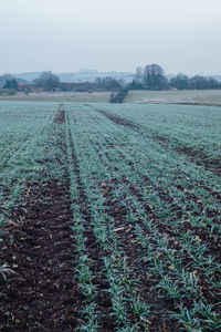 Scenic view of field against clear sky