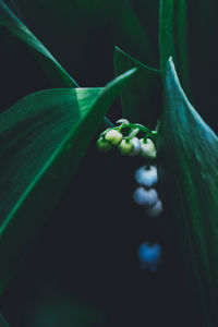Close-up of fruit growing on plant