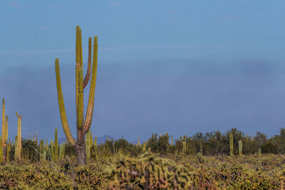 Cactus growing on field against sky