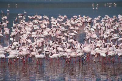 Flock of birds in lake