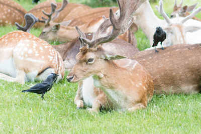 Deer and ravens on grassy field