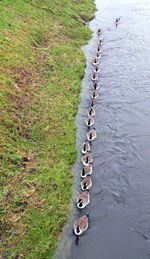 High angle view of line of canada geese on river