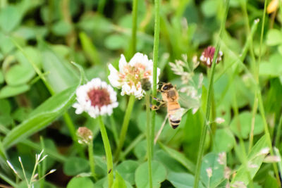 Close-up of bee perching on flower