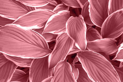 Full frame shot of red flowering plant