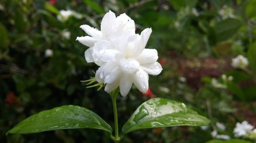 Close-up of white flowers