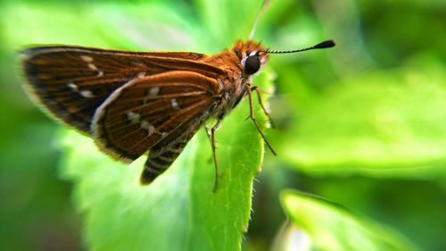 Close-up of butterfly on leaf