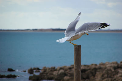 Seagull perched on stick