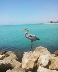 Gray heron perching on rock by sea against clear sky