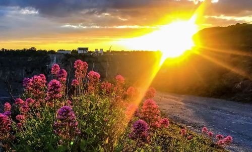 Purple flowering plants against sky during sunset