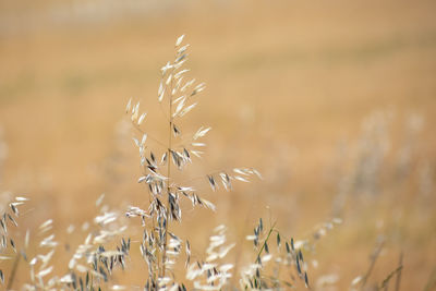 Close-up of wilted plant on field