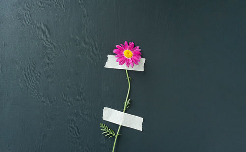 Close-up of pink flower against wall