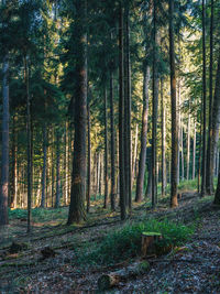 Trees in forest