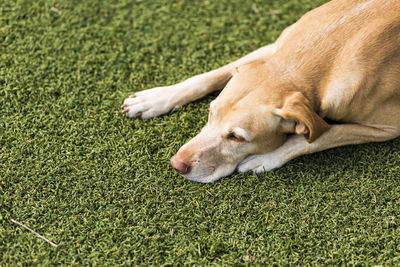 High angle view of dog lying on field