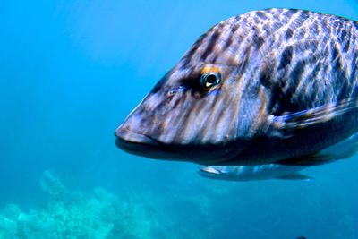 Close-up of fish underwater