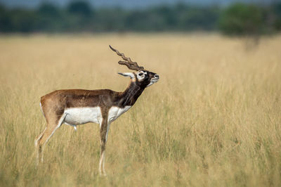 View of deer standing on field