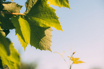 Close-up of maple leaves against sky