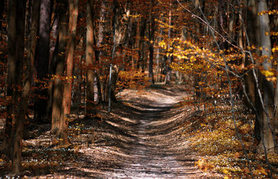 Footpath amidst trees in forest