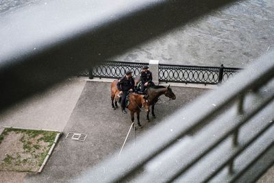 High angle view of dog on street