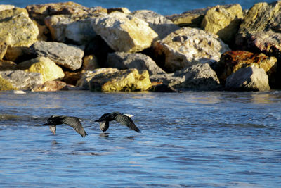 Birds on rocks in sea
