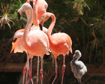 View of a flamingoes