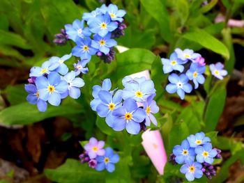 Close-up of purple flowers blooming