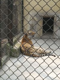 Cat in cage seen through chainlink fence