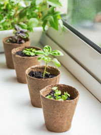 Basil seedlings in biodegradable pots on window sill. green plants in peat pots. gardening at home. 