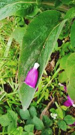 Close-up of purple flower