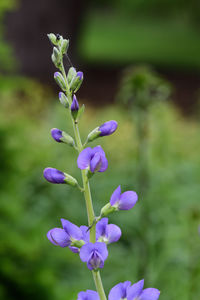 Blue wild indigo flowers in bloom