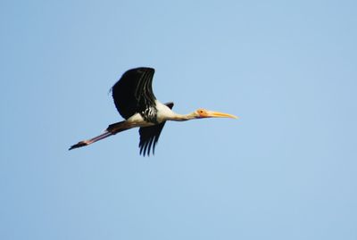 Low angle view of birds flying in sky