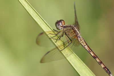 Close-up of insect on leaf