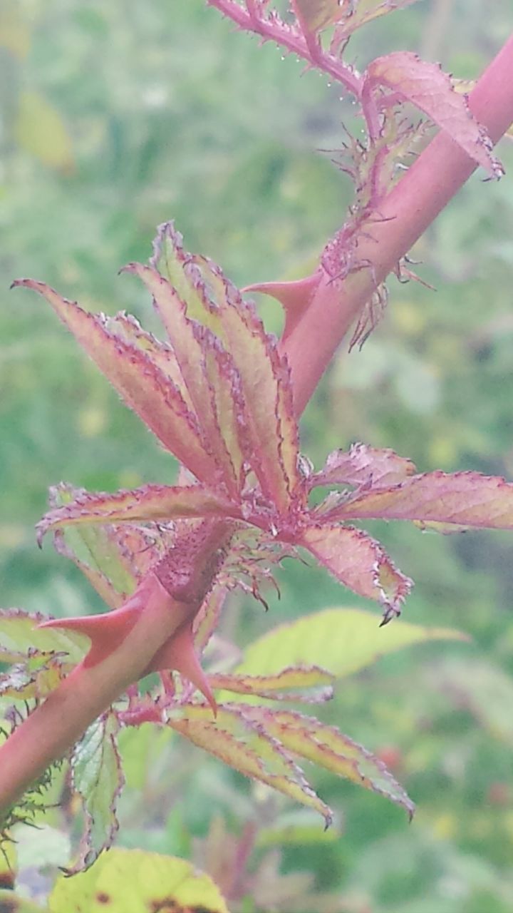 focus on foreground, close-up, growth, nature, flower, beauty in nature, branch, fragility, freshness, red, plant, season, pink color, day, leaf, outdoors, selective focus, tree, twig, no people