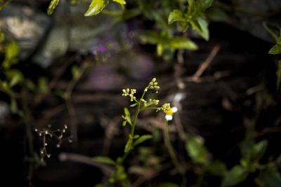 Close-up of flowers blooming outdoors