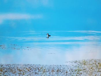 View of birds on beach