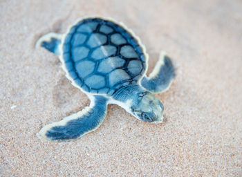 Close-up of shell on sand