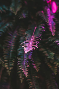 Close-up of pink leaves on tree