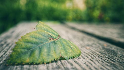 Close-up of leaf on wood