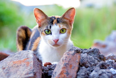 Close-up portrait of cat