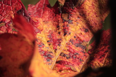 Close-up of dry maple leaves during autumn