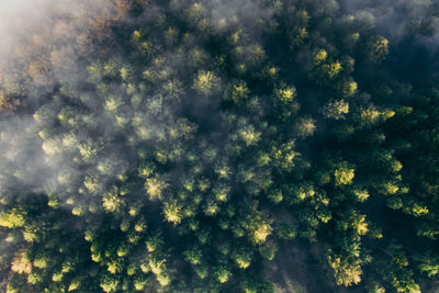 Aerial view of trees against sky