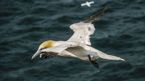 Close-up of bird in water