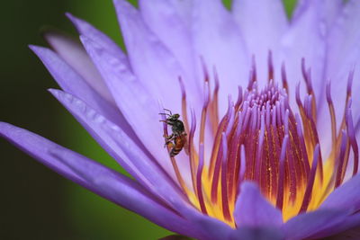 Close-up of bee pollinating on purple flower