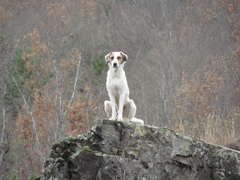 Portrait of dog sitting on rock