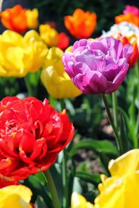 Close-up of pink tulips blooming outdoors