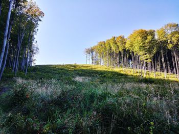 Trees in forest against clear sky