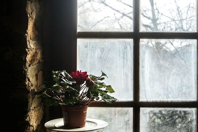 Close-up of flower pot on window sill